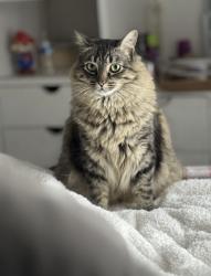Lost Male Cat last seen Palomar street , Chula Vista, CA 91911