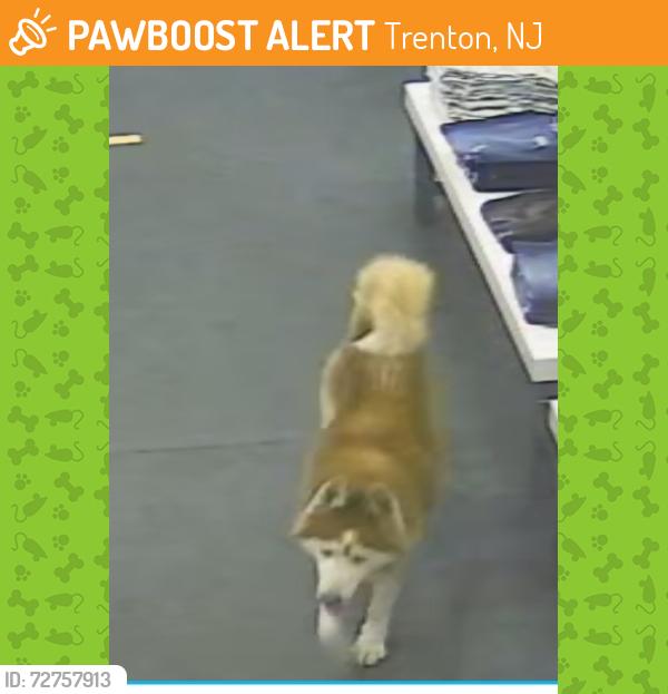 Found/Stray Male Dog last seen South Clinton Ave Roebling Market, Trenton, NJ 08611