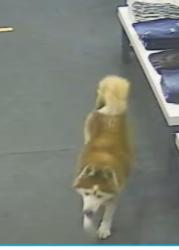 Found/Stray Male Dog last seen South Clinton Ave Roebling Market, Trenton, NJ 08611