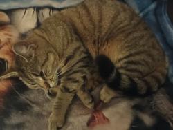 Lost Female Cat last seen wolsey road, West Midlands, England B70 0NG