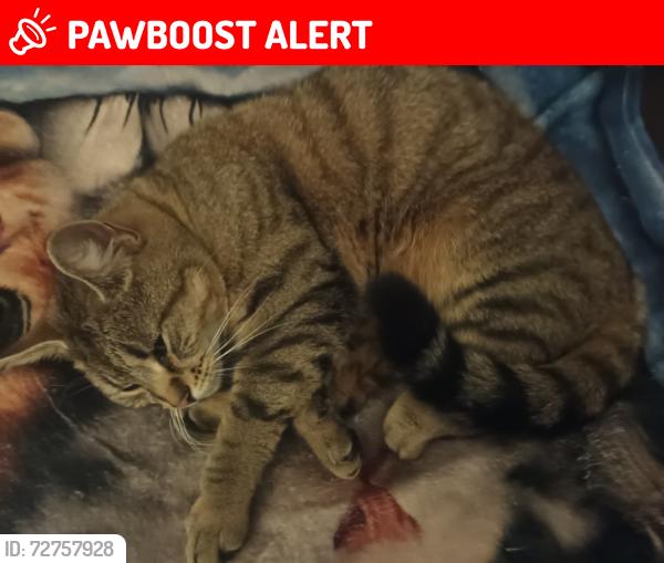 Lost Female Cat last seen wolsey road, West Midlands, England B70 0NG