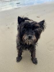Lost Female Dog last seen Geneva Ave , Huntington Beach, CA 92648