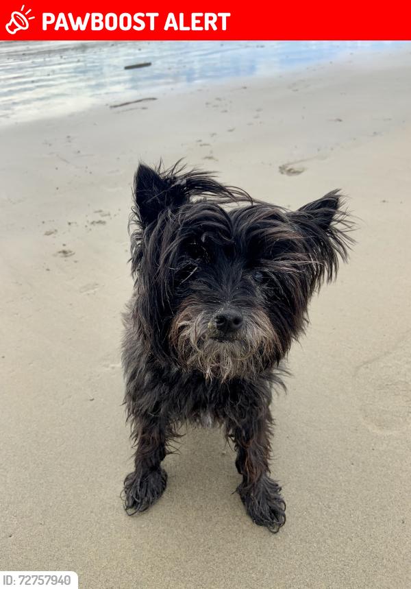 Lost Female Dog last seen Geneva Ave , Huntington Beach, CA 92648