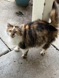 Lost Female Cat last seen Wema Way/Manda, San Jose, CA 95124