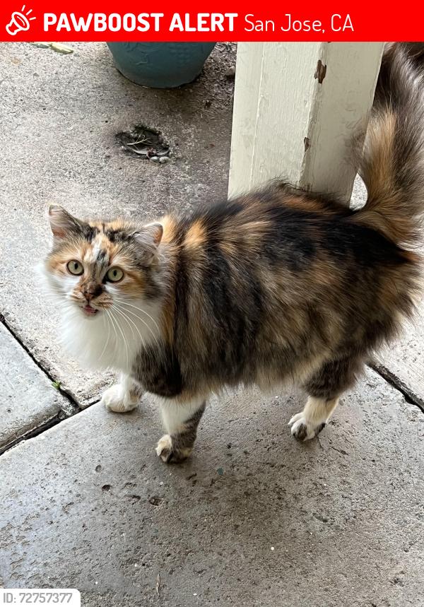 Lost Female Cat last seen Wema Way/Manda, San Jose, CA 95124