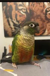 Lost Male Bird last seen 104th Rockwell, Oklahoma City, OK 73173