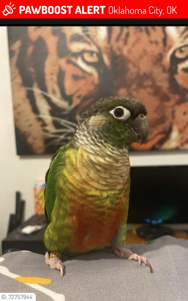 Lost Male Bird last seen 104th Rockwell, Oklahoma City, OK 73173