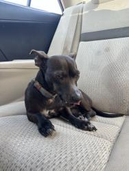 Found/Stray Male Dog last seen Mr K’s parking lot, Asheville, NC 28801