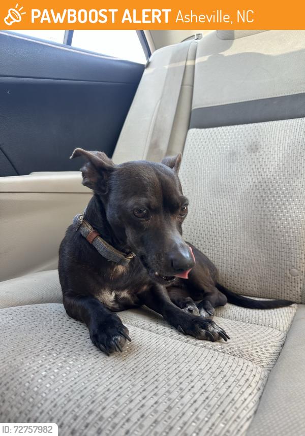 Found/Stray Male Dog last seen Mr K’s parking lot, Asheville, NC 28801