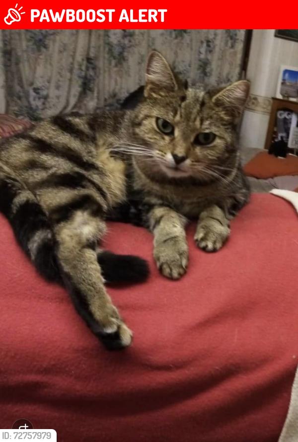 Lost Female Cat last seen Skeffington road, east ham, Greater London, England E6 2NA