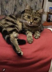 Lost Female Cat last seen Skeffington road, east ham, Greater London, England E6 2NA