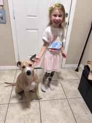 Lost Male Dog last seen Gornto lake Dr , Riverview, FL 33578