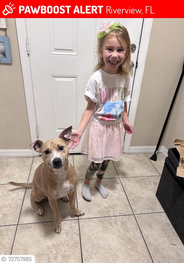 Lost Male Dog last seen Gornto lake Dr , Riverview, FL 33578