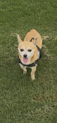 Lost Male Dog last seen Oakhurst, Oakhurst, NSW 2761