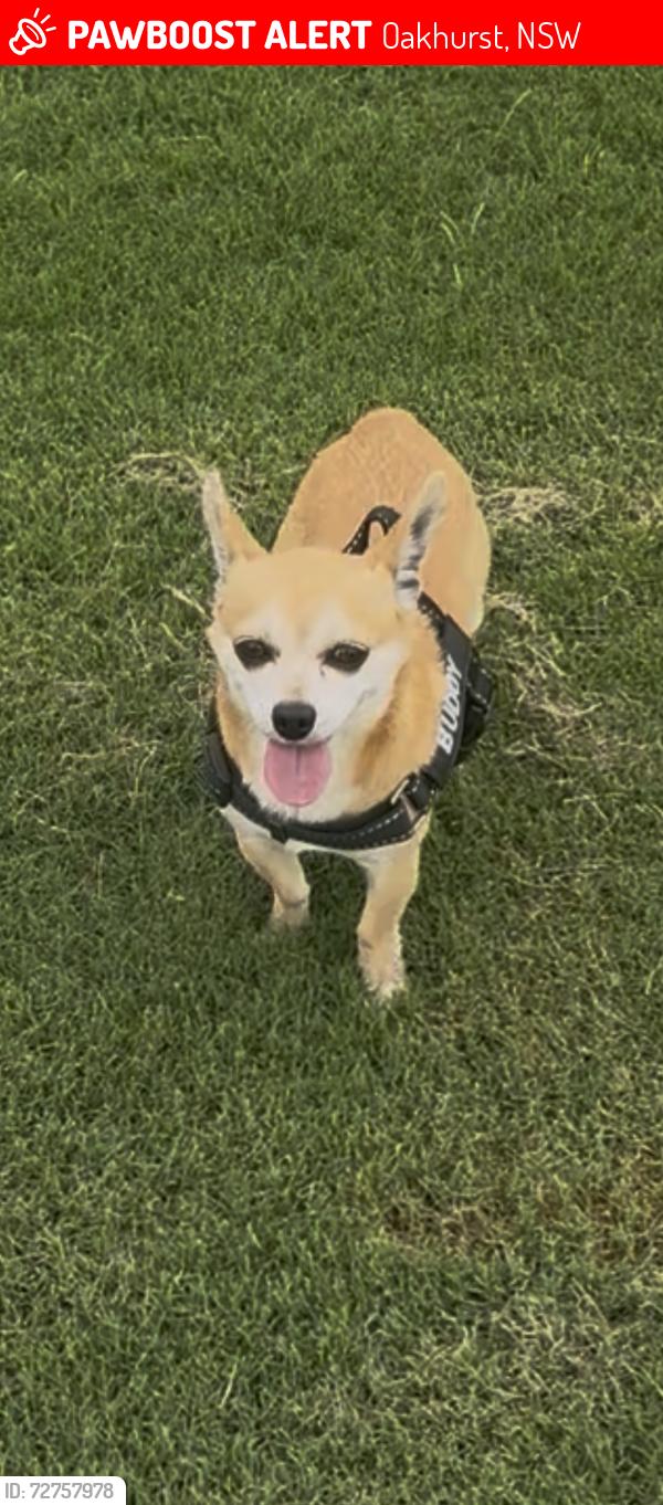 Lost Male Dog last seen Oakhurst, Oakhurst, NSW 2761