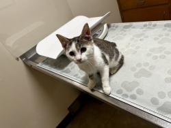 Lost Male Cat last seen Near mt.zion church, Davidson County, NC 27360