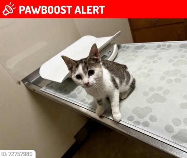 Lost Male Cat last seen Near mt.zion church, Davidson County, NC 27360