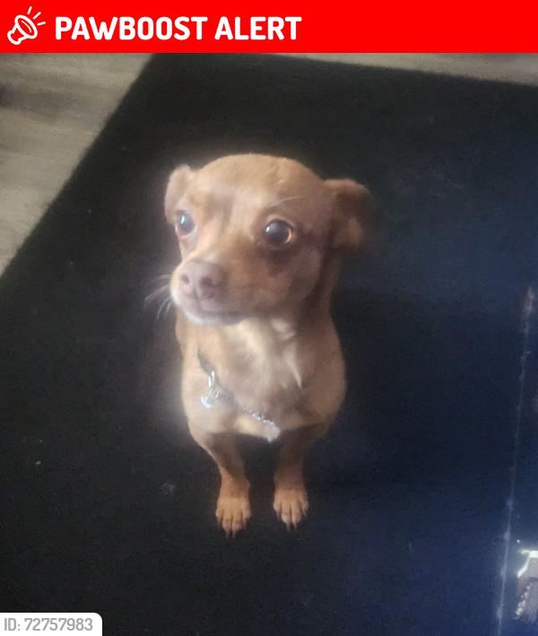 Lost Male Dog last seen 44th and 25th Ave , Fruitridge Pocket, CA 95820