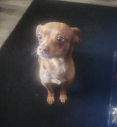 Lost Male Dog last seen 44th and 25th Ave , Fruitridge Pocket, CA 95820