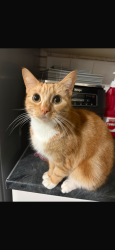Lost Female Cat last seen Fourier grove DA1 5SW , Kent, England DA1 5SW