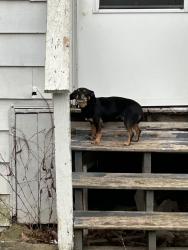 Found/Stray Male Dog last seen Markland and Grant , Syracuse, NY 13207