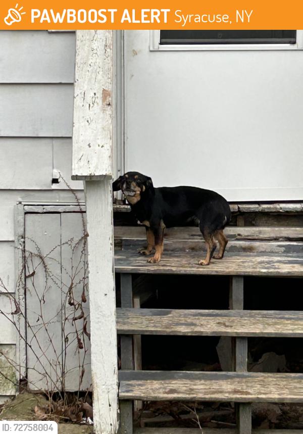 Found/Stray Male Dog last seen Markland and Grant , Syracuse, NY 13207
