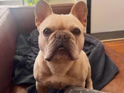 Lost Male Dog last seen Marsh Ln & Beltway Rd, Addison, TX 75006