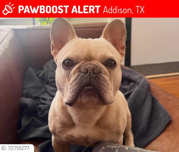 Lost Male Dog last seen Marsh Ln & Beltway Rd, Addison, TX 75006