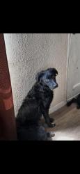 Shelter Stray Female Dog last seen , San Antonio, TX 78227