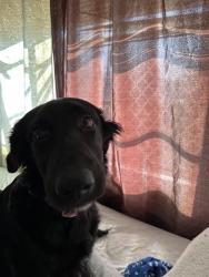 Shelter Stray Female Dog last seen , San Antonio, TX 78227