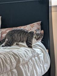 Found/Stray Unknown Cat last seen Hilltop rd, Farmington rd, Peoria, IL 61604