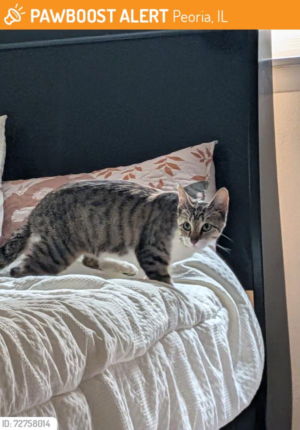 Found/Stray Unknown Cat last seen Hilltop rd, Farmington rd, Peoria, IL 61604