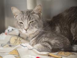 Shelter Stray Male Cat last seen Near BLOCK W HAZELWOOD ST, Phoenix, AZ 85008