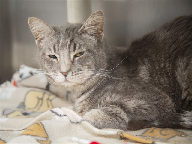 Shelter Stray Male Cat last seen Near BLOCK W HAZELWOOD ST, Phoenix, AZ 85008
