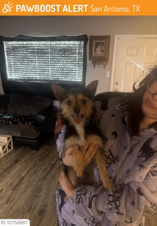 Found/Stray Male Dog last seen Mission villas, San Antonio, TX 78214