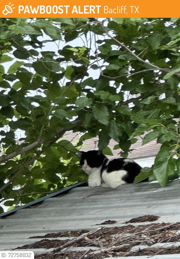 Found/Stray Unknown Cat last seen 14thSt., Bacliff, Bacliff, TX 77518