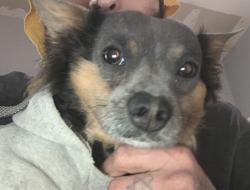 Lost Male Dog last seen By the s, Midland, TX 79703