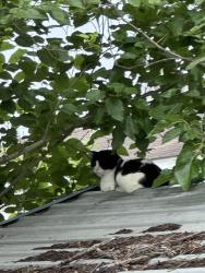 Found/Stray Unknown Cat last seen 14thSt., Bacliff, Bacliff, TX 77518