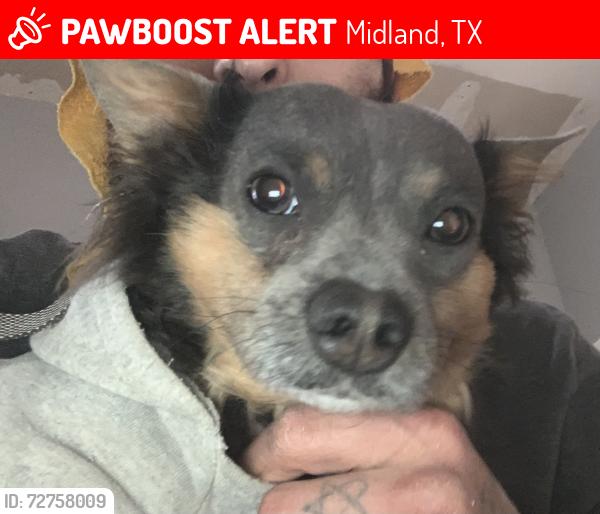 Lost Male Dog last seen By the s, Midland, TX 79703