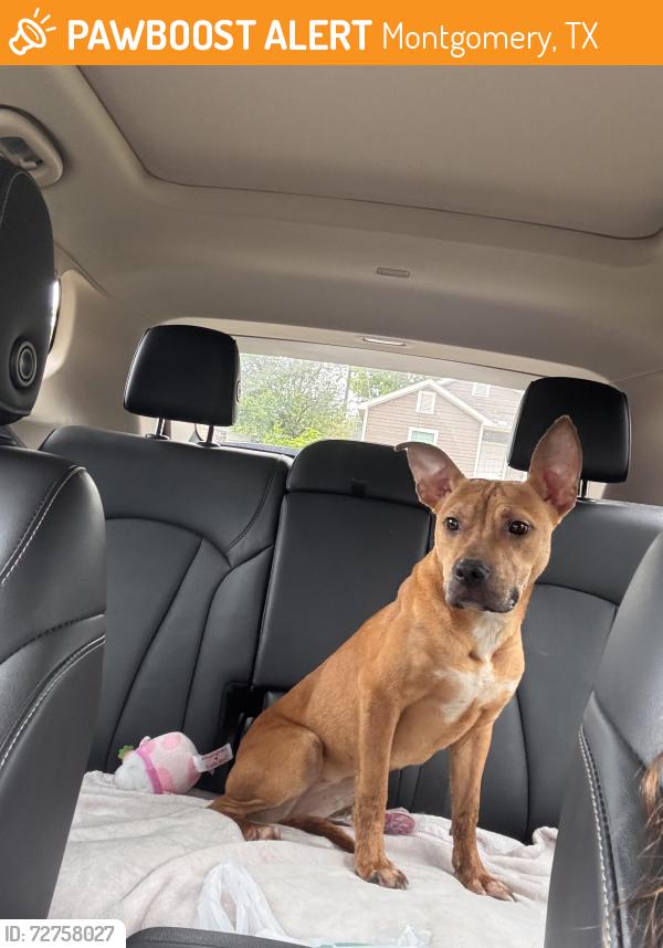 Found/Stray Female Dog last seen W Montgomery Rd and S Victory Dr, Montgomery, TX 77316
