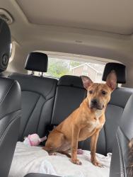 Found/Stray Female Dog last seen W Montgomery Rd and S Victory Dr, Montgomery, TX 77316