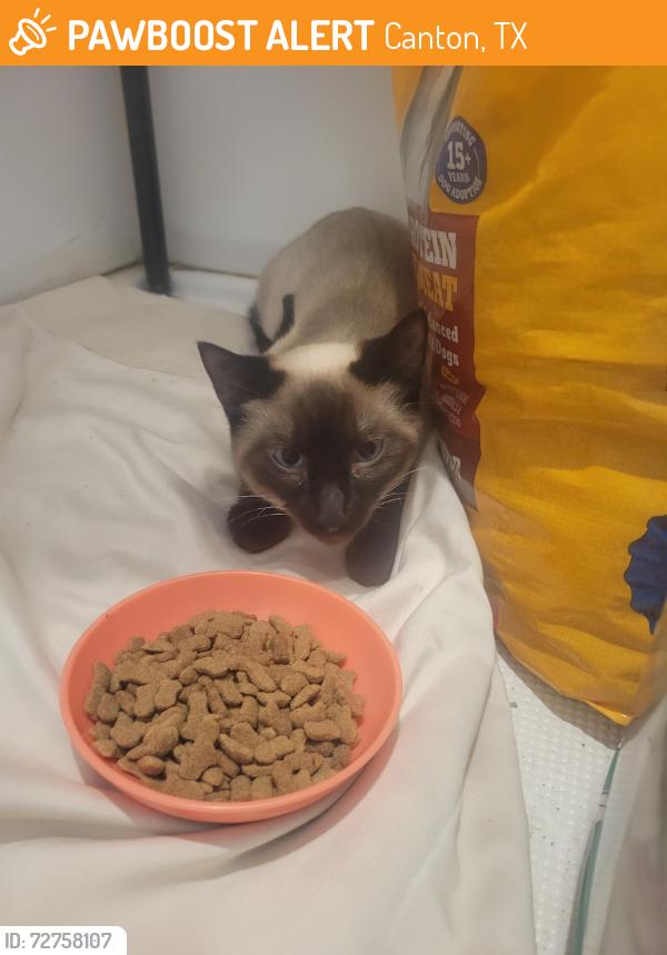 Found/Stray Male Cat last seen Near acre lake, Canton, TX 75103