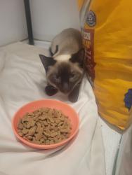 Found/Stray Male Cat last seen Near acre lake, Canton, TX 75103