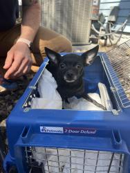 Found/Stray Female Dog last seen E lake st, Minneapolis, MN 55406