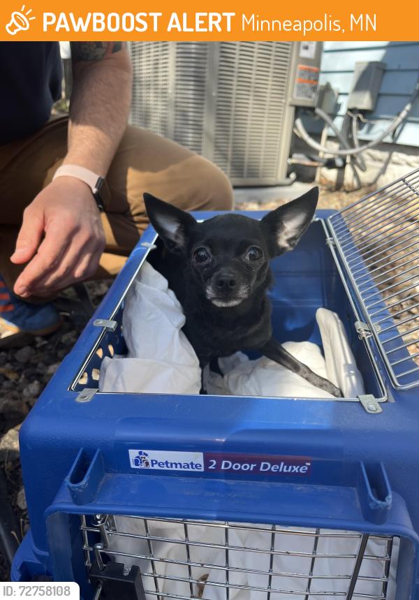 Found/Stray Female Dog last seen E lake st, Minneapolis, MN 55406