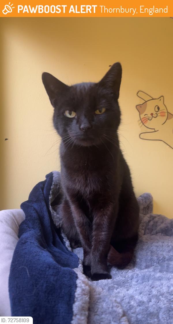 Found/Stray Female Cat last seen Severn drive, Thornbury, England 