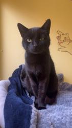 Found/Stray Female Cat last seen Severn drive, Thornbury, England 