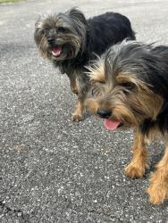 Found/Stray Unknown Dog last seen Washington county park , Washington County, VA 24211