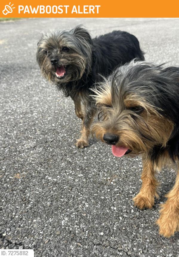 Found/Stray Unknown Dog last seen Washington county park , Washington County, VA 24211
