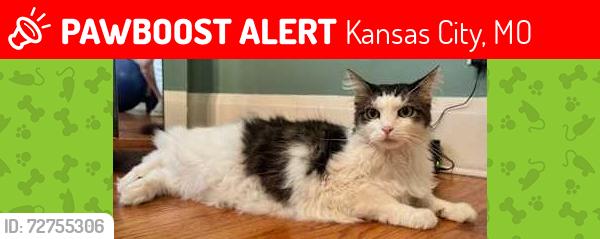 Lost Male Cat last seen Holmes Rd. & 86th St. near Center High School, Kansas City, MO 64131